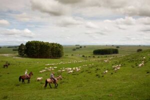 La Cartita de Juanpedro Minuano