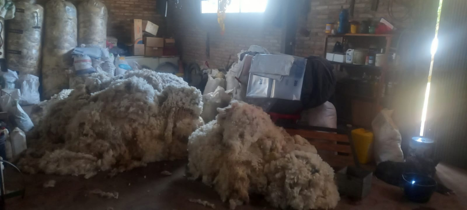 Cueros de lanares faenados (Foto: Prensa Jefatura de Policía de Lavalleja)