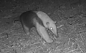 Registran por primera vez un oso hormiguero chico en Reserva Natural Salus