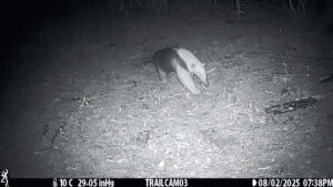 Un Tamandua tetradactyla visitando la Reserva