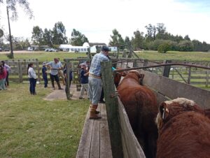 En Campanero hoy inician los Jurados y las ventas de Toros certificados