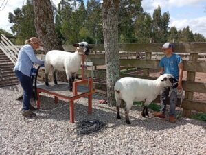 Sección peluquería de Hampshire Down