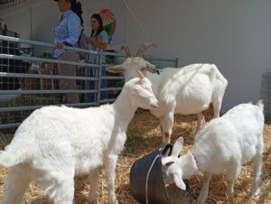 Cabras presentadas por Escuela Agraria Cerro Pelado