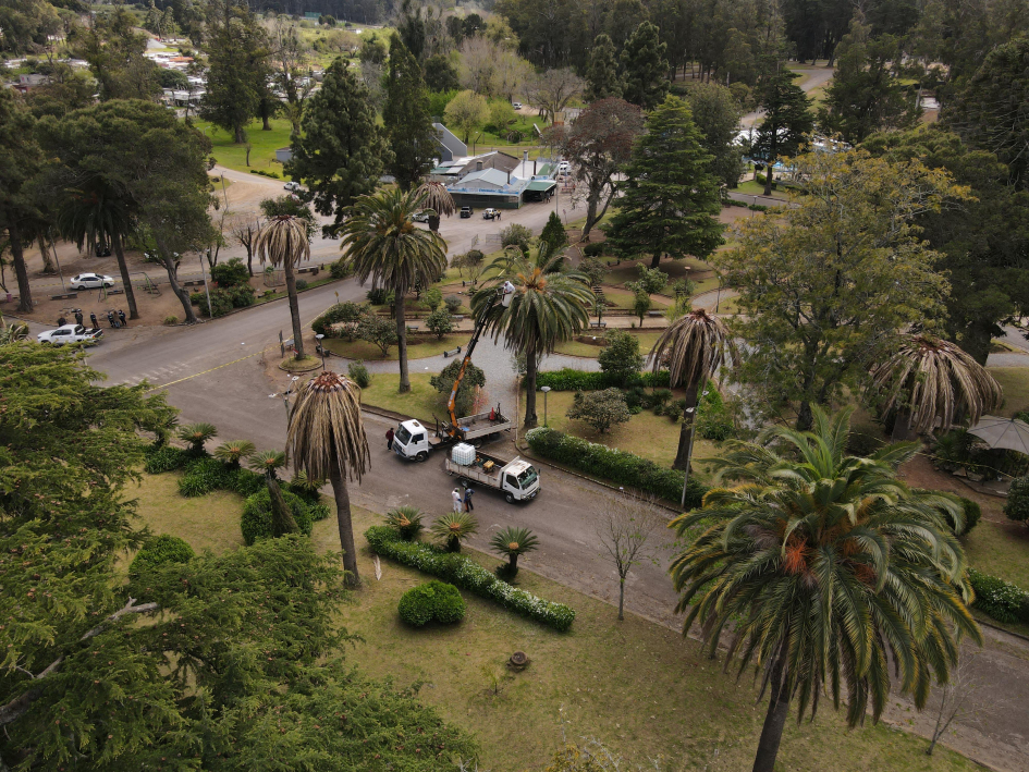 Funcionarios municipales en tratamiento del picudo rojo (Foto: Prensa IDL)