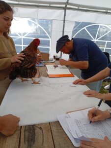 Aves de Corral le ponen brillo y color a la Expo Campanero