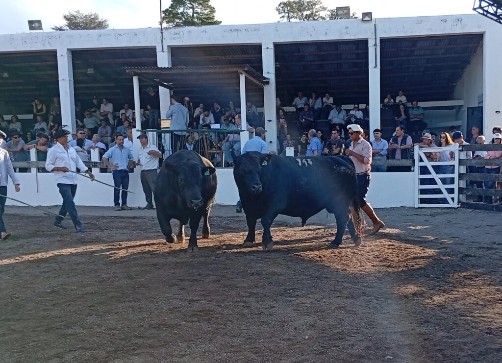 Pareja de toros ganadores de la muestra Angus.