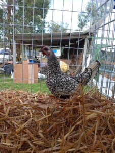 Gallina elegida como el mejor animal de la exposición.