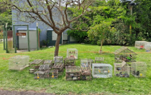 Incautan aves autóctonas del Uruguay en Minas y Maldonado