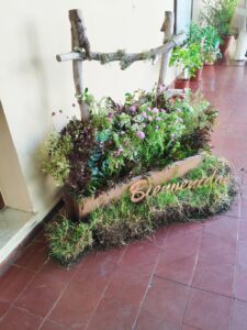 Arreglo de plantas de campo para recibir al público. 