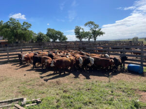 Recuperan 53 terneros hurtados: un detenido