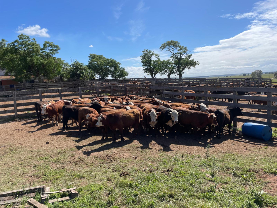 Terneros recuperados en Durazno (Foto: Prensa Jefatura de Policía de Lavalleja)