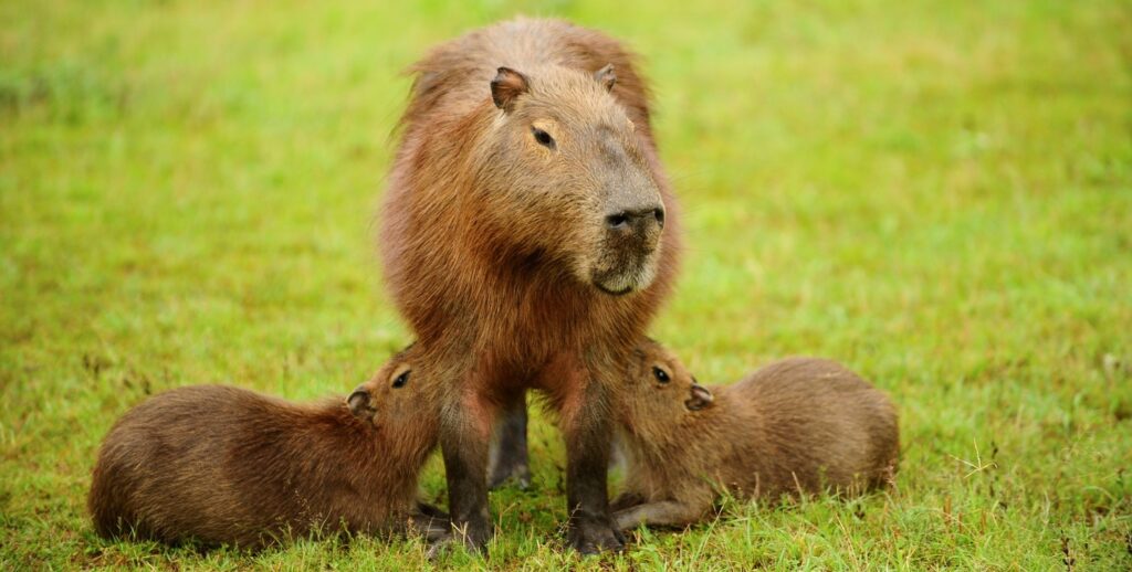 En el Parque Iberá hay muchos carpinchos. Y también hay unos cuantos jaguares.