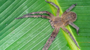 Apareció una araña del banano en Minas