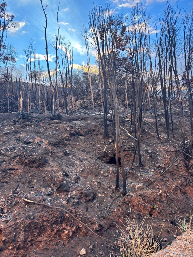 La vegetación del lugar se quemó casi completamente.