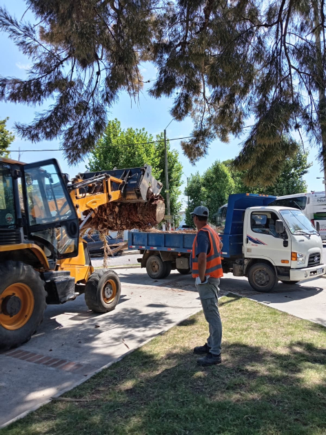 IDL extrae palmeras afectadas en plaza de Solís (Foto: Prensa IDL)