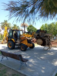 El trabajo de extracción de palmeras afectadas por el picudo rojo en Solís de Mataojo.