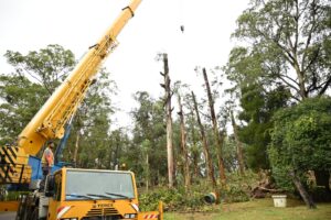 Una vista del trabajo realizado en el parque Rodó (Foto: Prensa IDL)