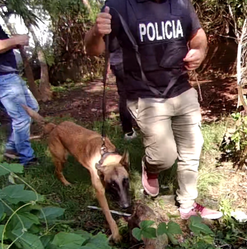 La Policía utilizó perros especializados en los allanamientos. (Foto: Prensa Jefatura de Policía de Lavalleja)