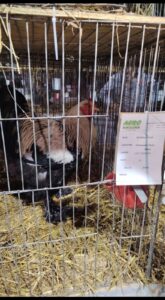 Una de las aves de Óscar Fernández que participaron en Expo Paysandú.