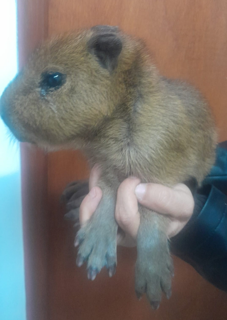 Rescatan una cria de carpincho (Foto: Prensa Jefatura de Policía de Lavalleja)