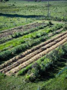 La Intendencia de Lavalleja busca capacitar en técnicas agroecológicas a quienes deseen instalar huertas urbanas barriales u hogareñas.