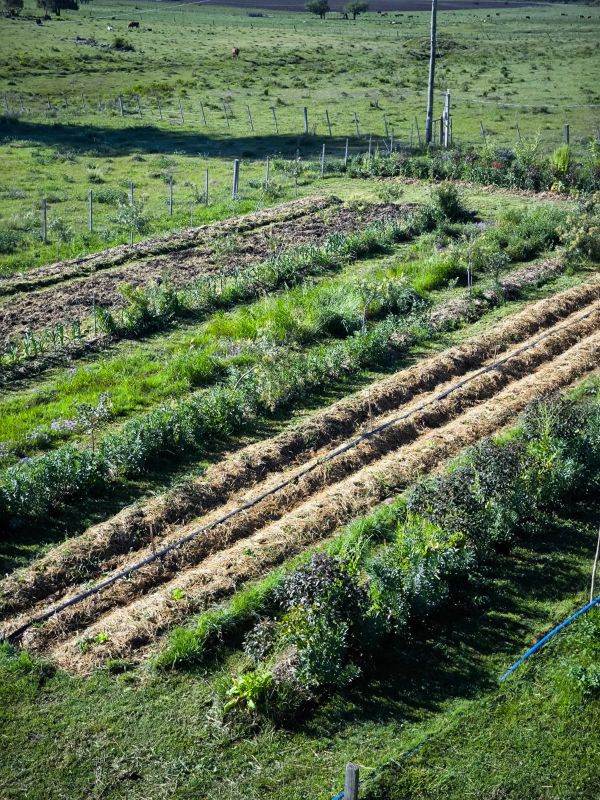 La Intendencia de Lavalleja busca capacitar en técnicas agroecológicas a quienes deseen instalar huertas urbanas barriales u hogareñas.